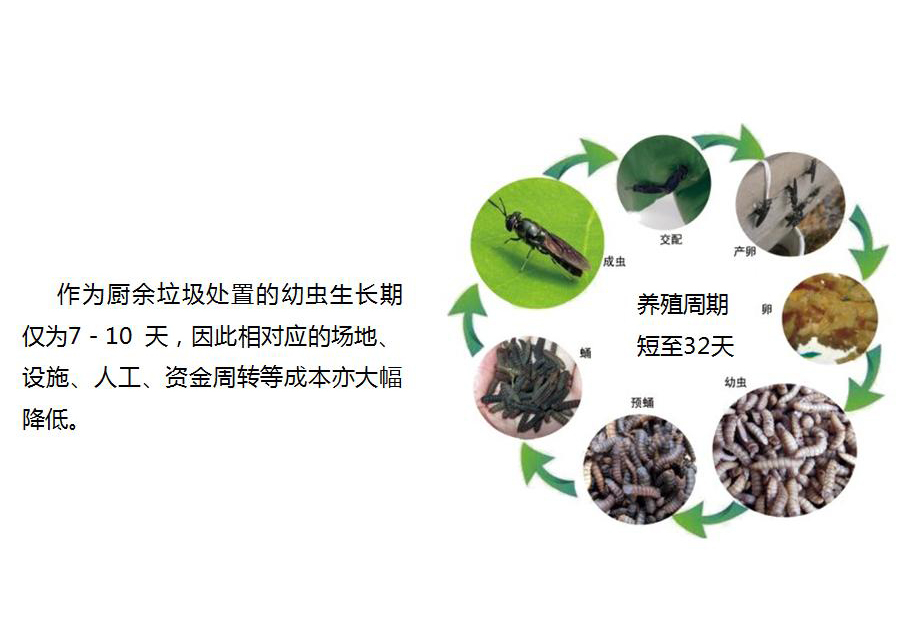 黑水虻怎么處理餐廚垃圾？